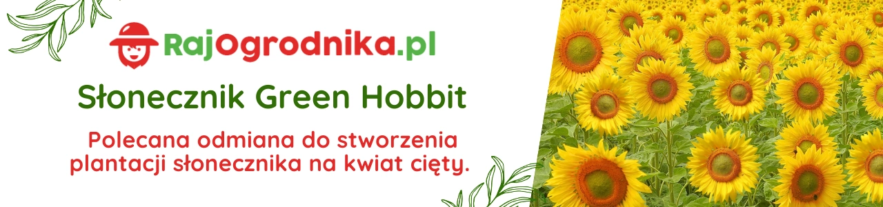 Baner słonecznik karłowy Green Hobbit nasiona dotacja sklep rajogrodnika